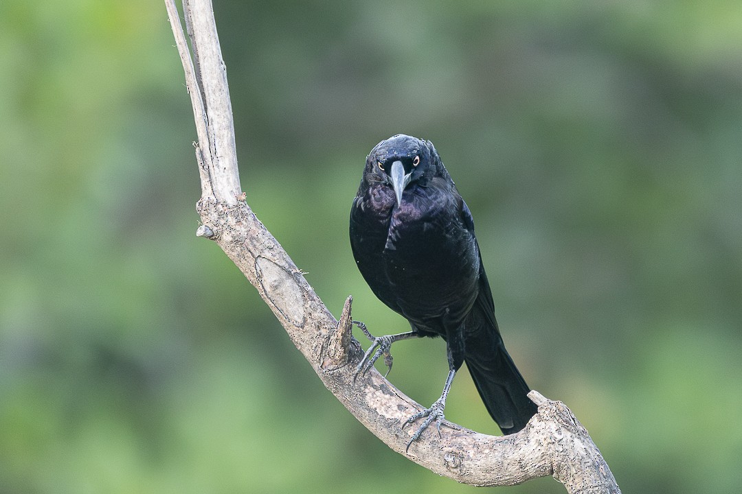 Giant Cowbird - ML637802058