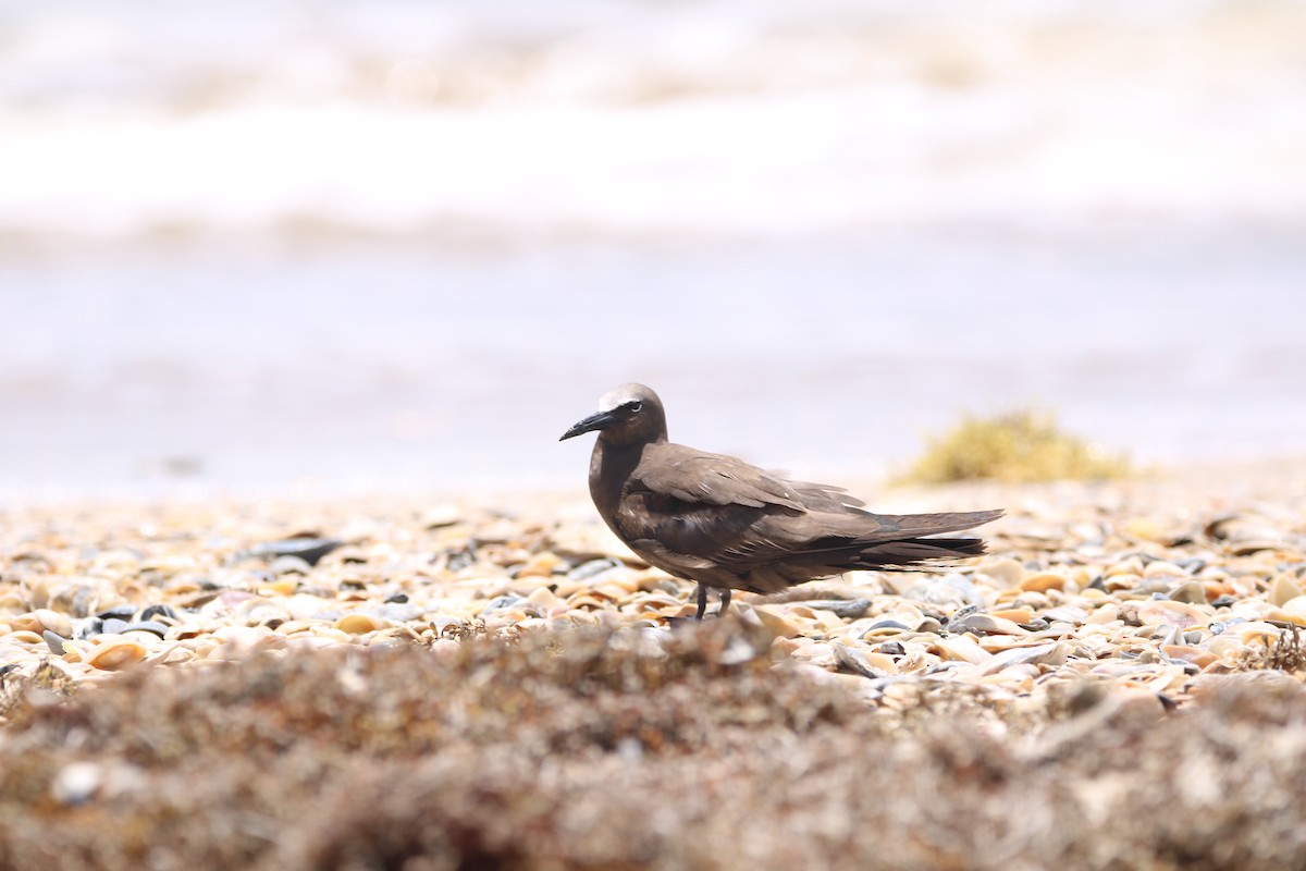 Brown Noddy - ML637802075