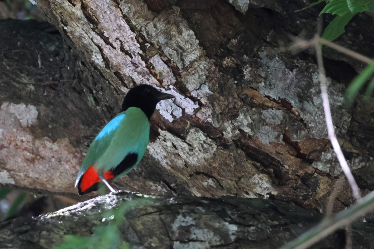 Western Hooded Pitta - ML637802095