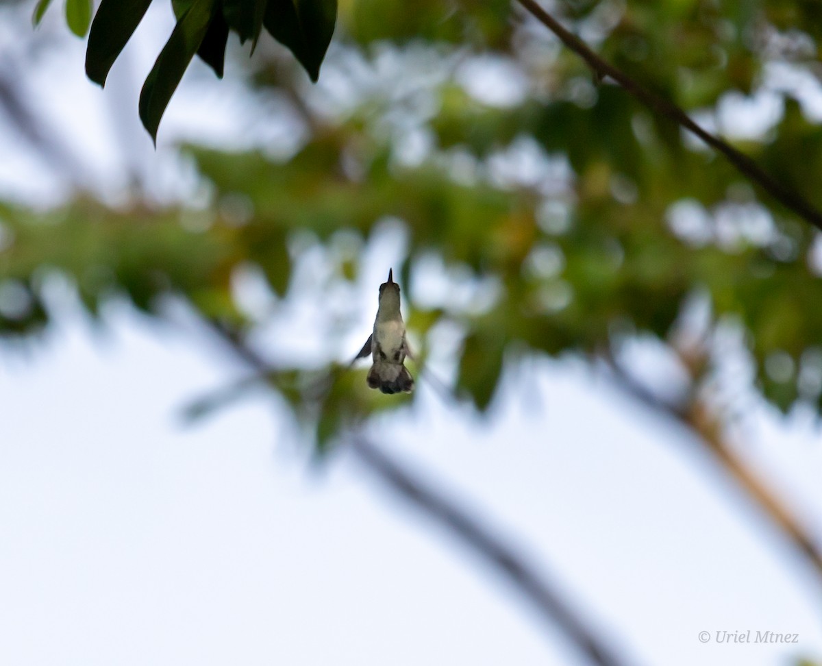 White-bellied Emerald - ML637802167