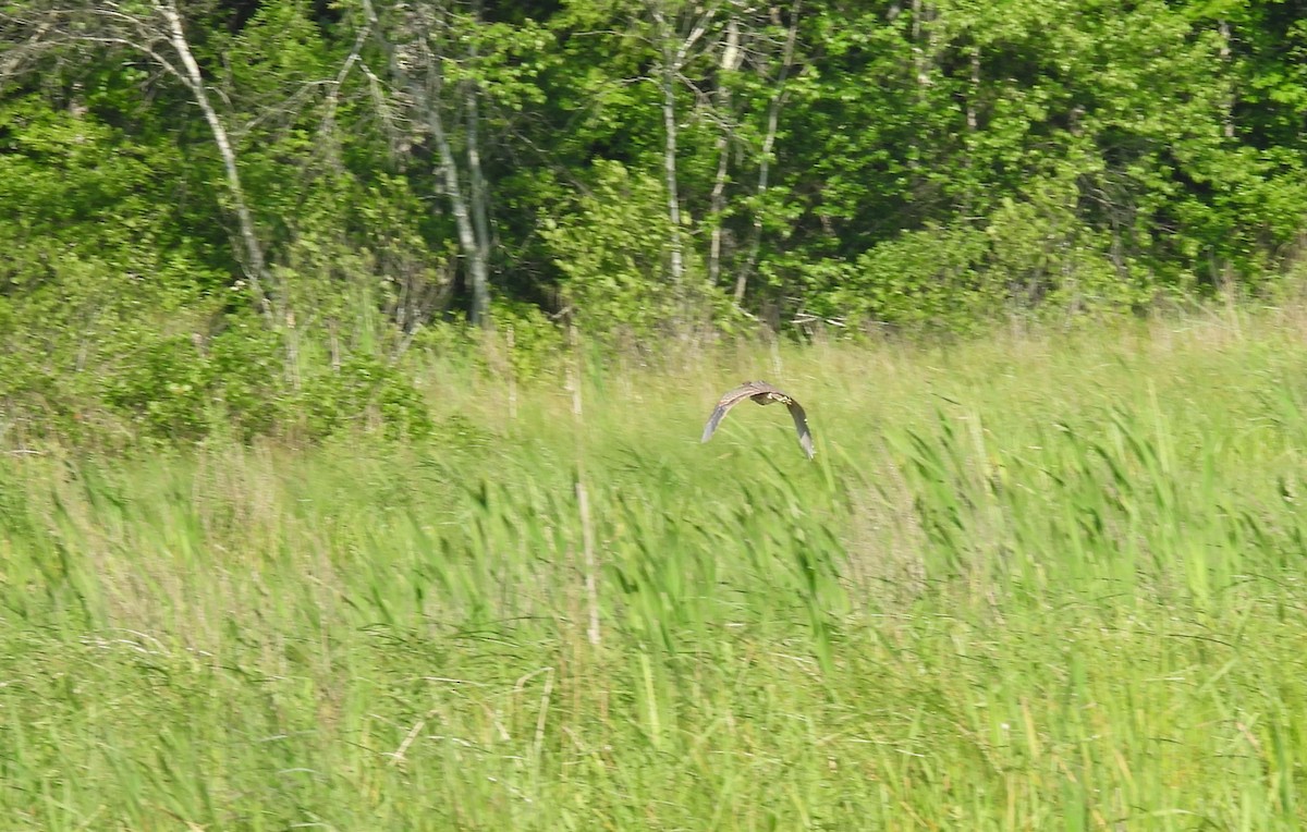 American Bittern - ML637802186