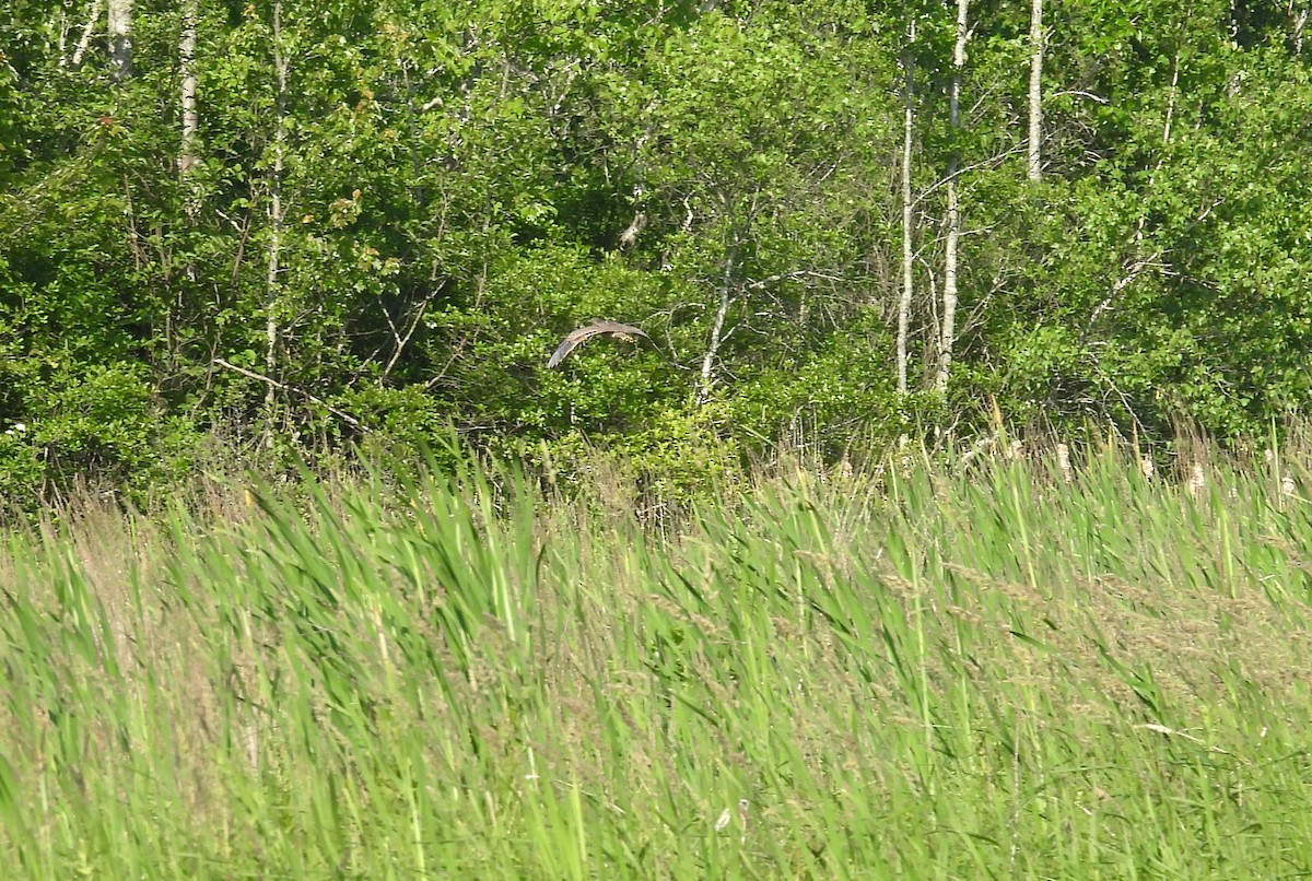 American Bittern - ML637802188