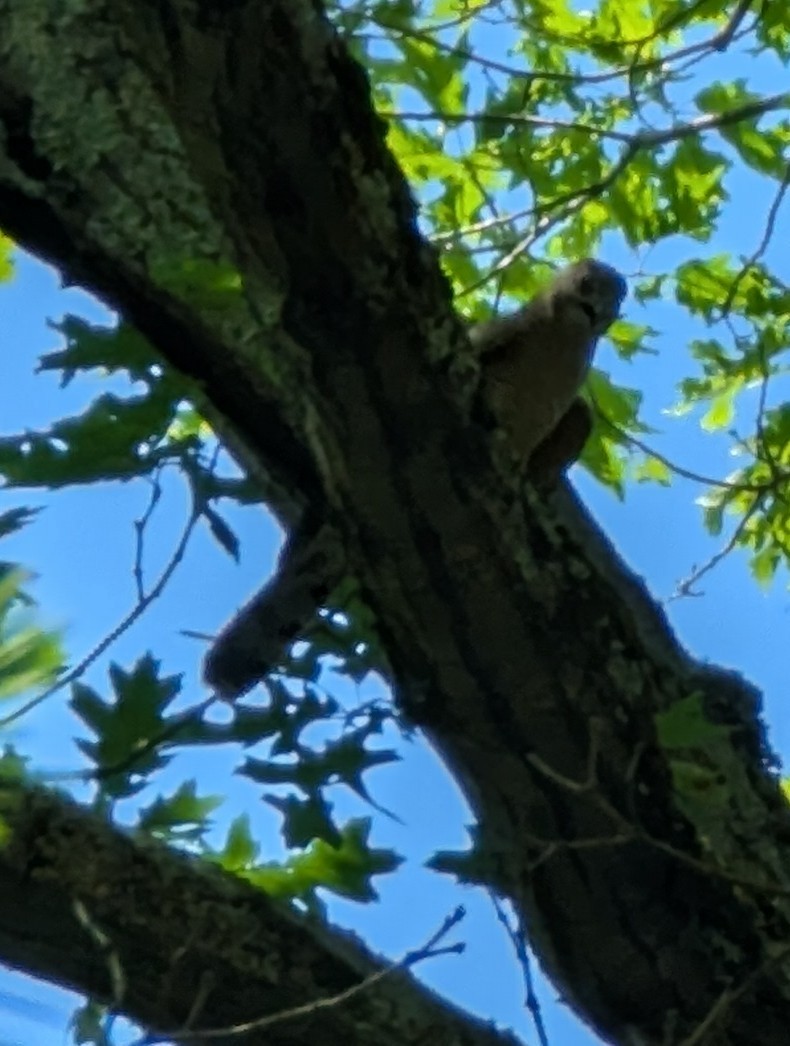 Sharp-shinned/Cooper's Hawk - ML637802200