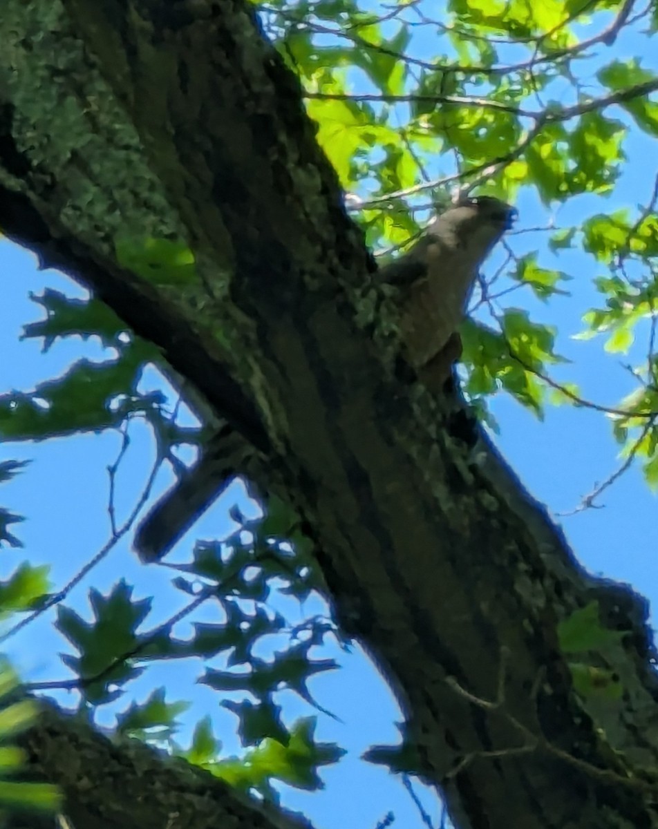 Sharp-shinned/Cooper's Hawk - ML637802202