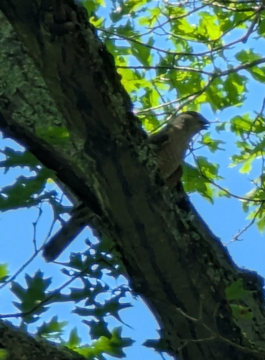 Sharp-shinned/Cooper's Hawk - ML637802203