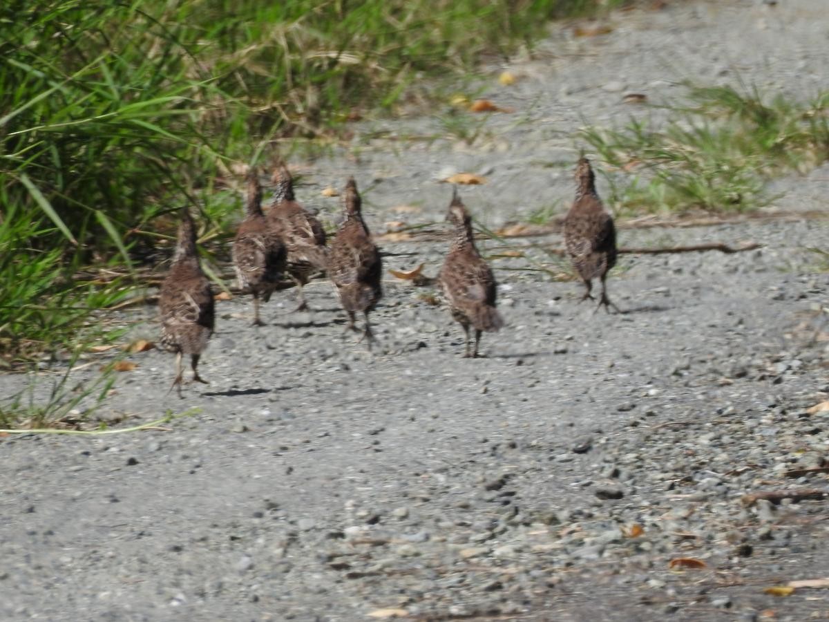 Crested Bobwhite - ML637802235