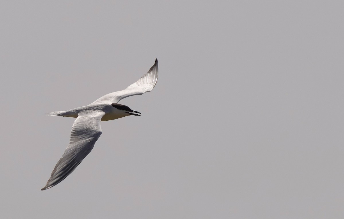 Gull-billed Tern - ML637802292