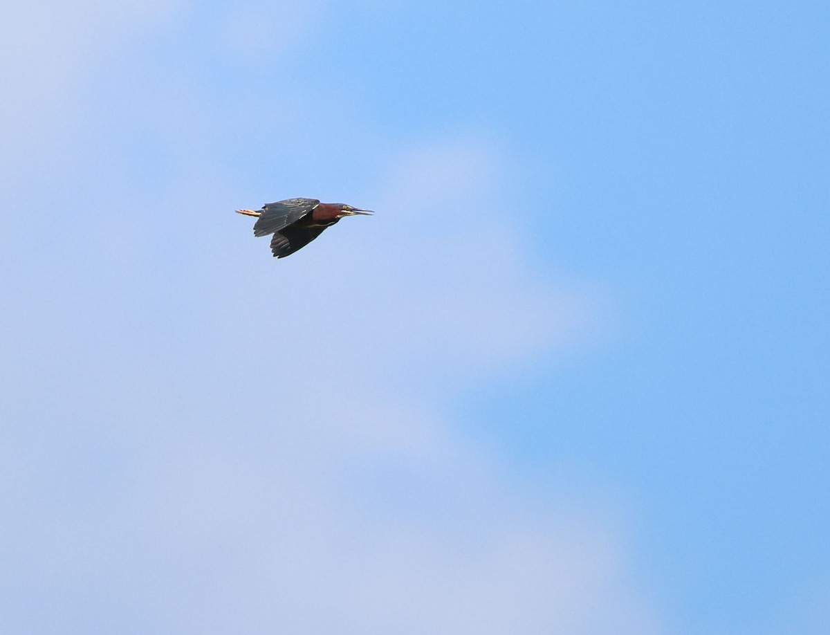 Green Heron - ML637802352