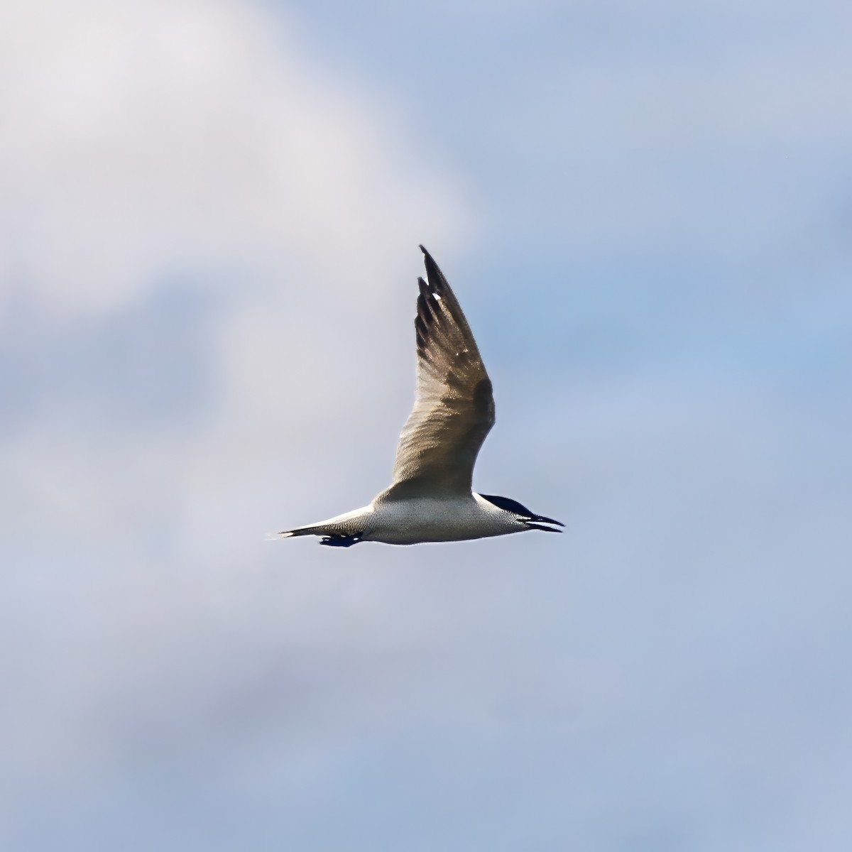 Gull-billed Tern - ML637802364