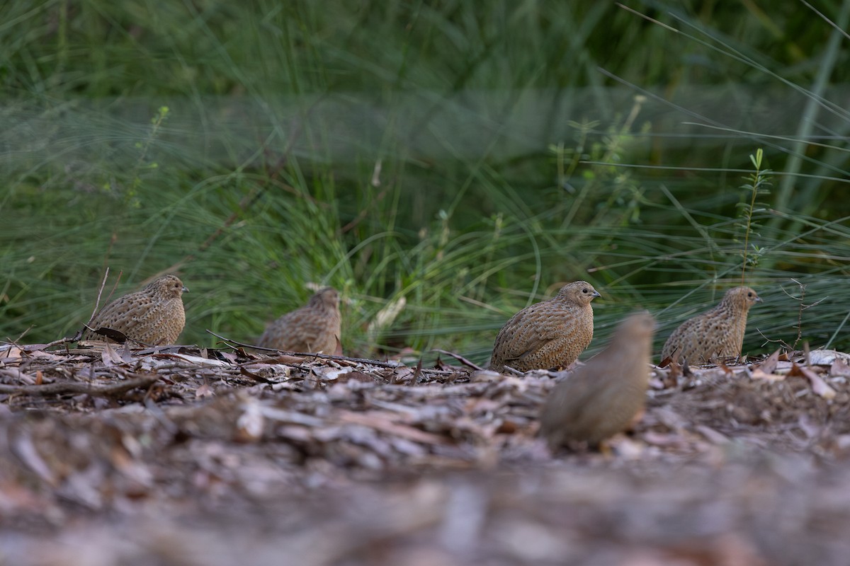 Brown Quail - ML637802390