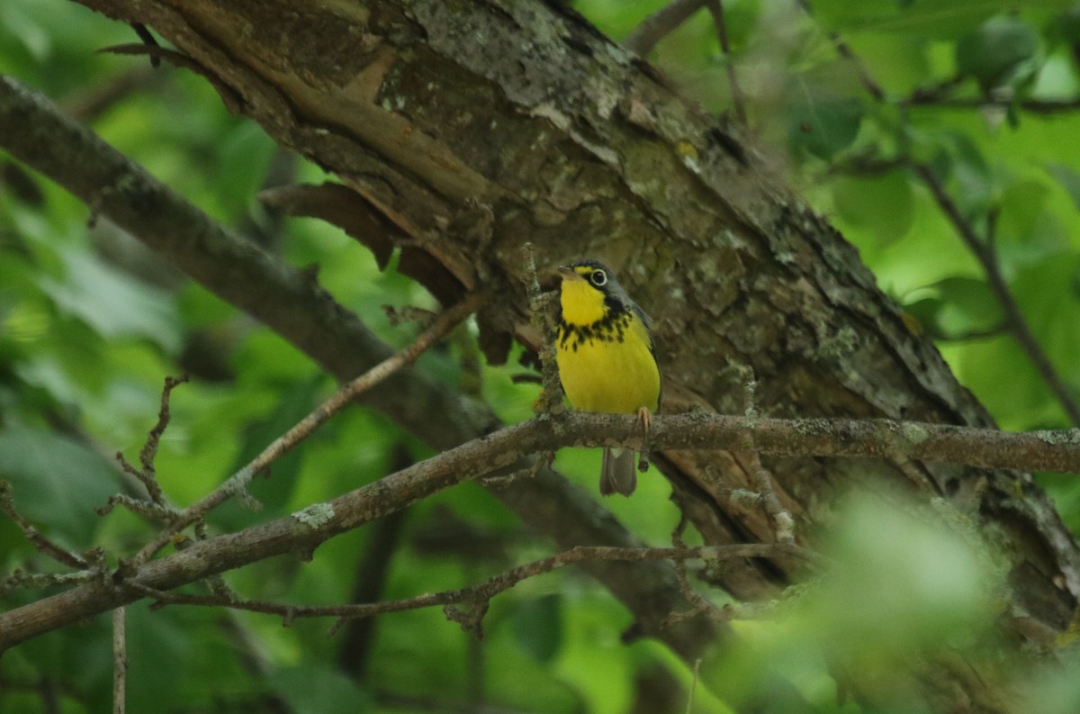 Canada Warbler - ML637802426