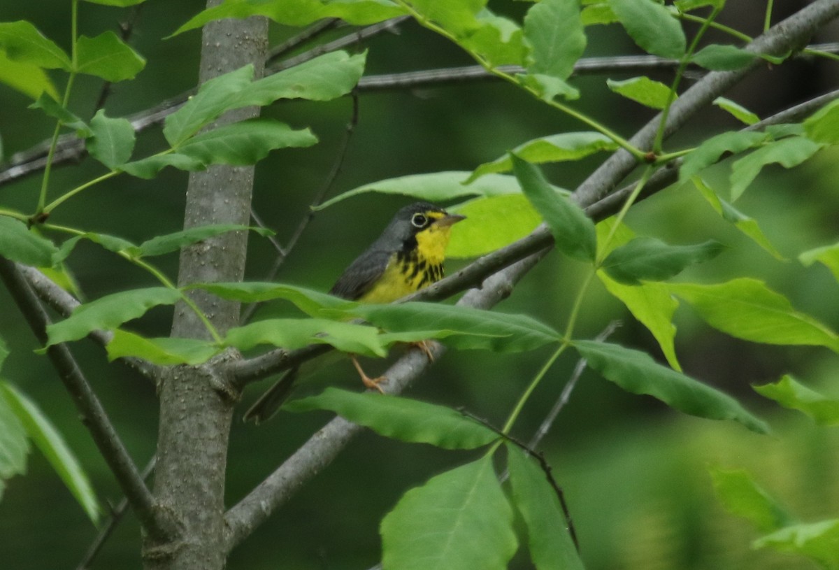 Canada Warbler - ML637802428
