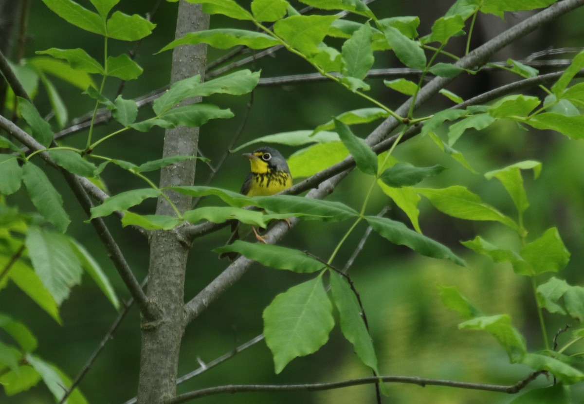 Canada Warbler - ML637802432