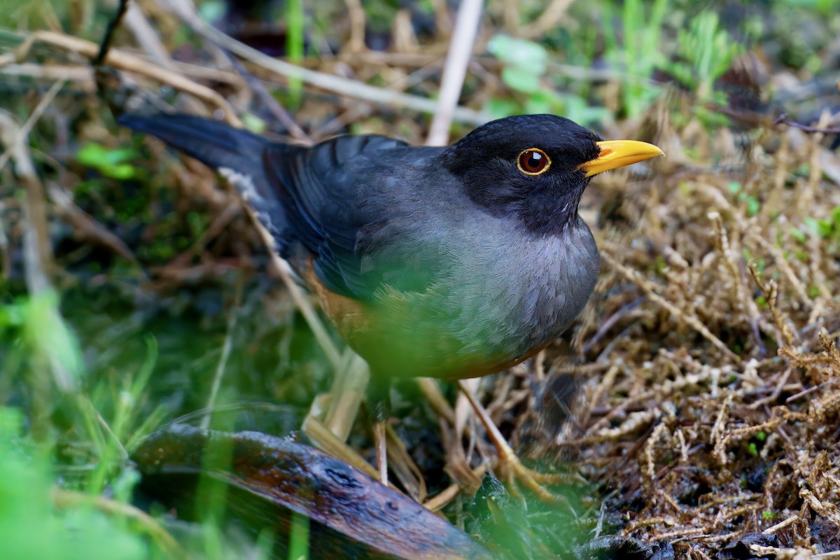 Chestnut-bellied Thrush - ML637802445