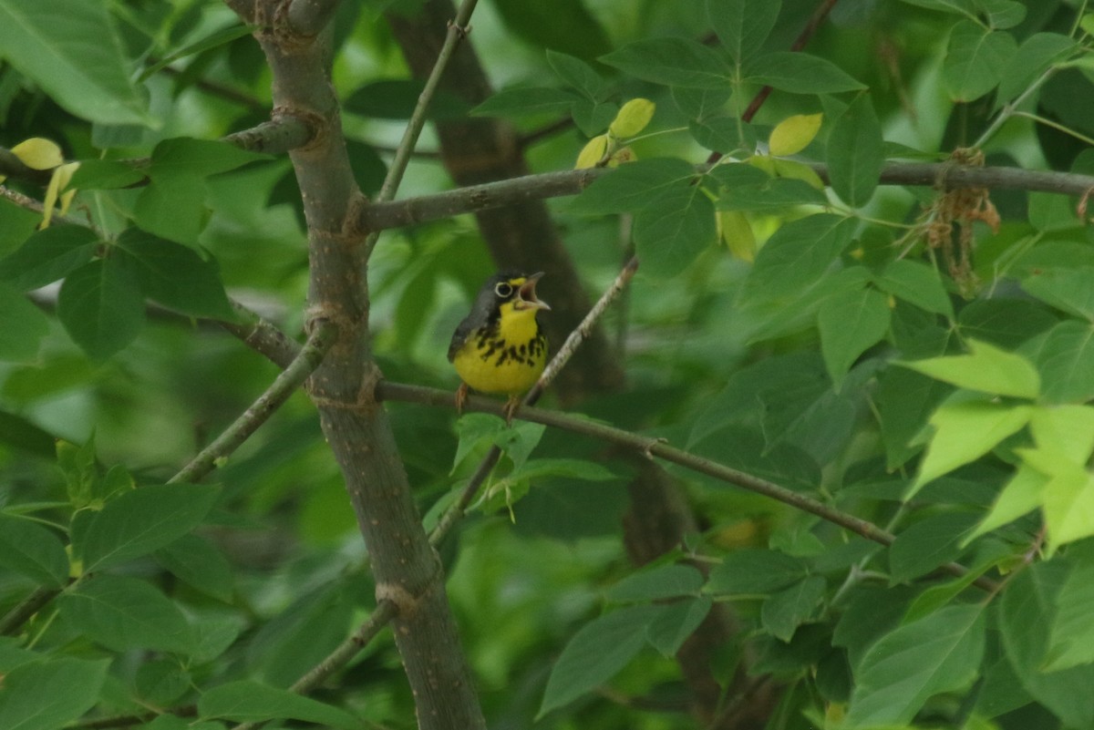 Canada Warbler - ML637802458
