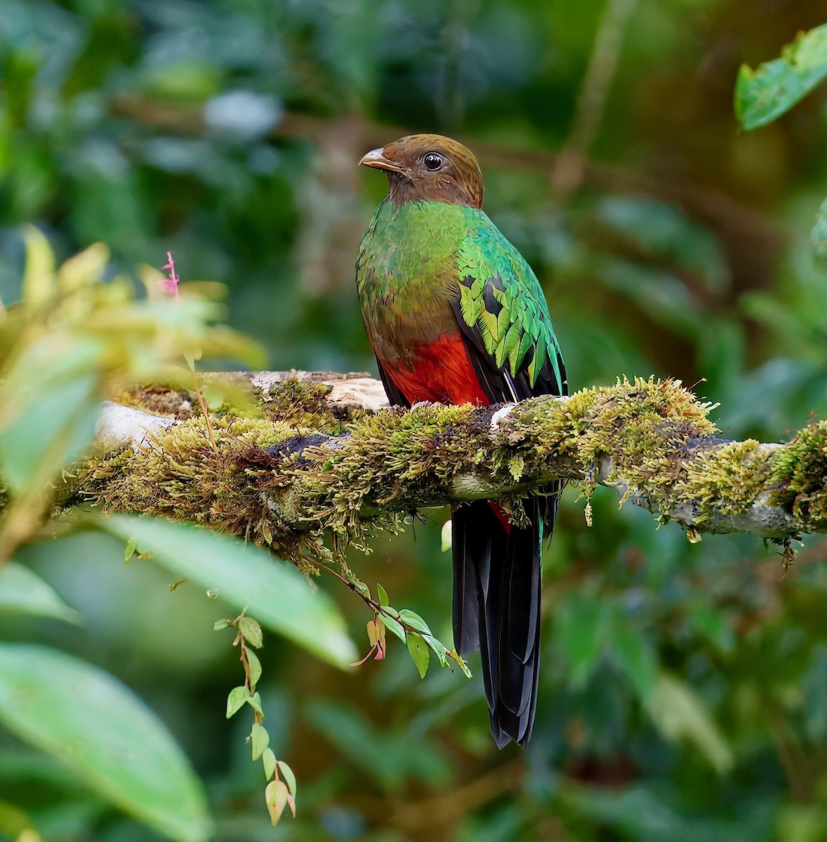 Golden-headed Quetzal - ML637802506