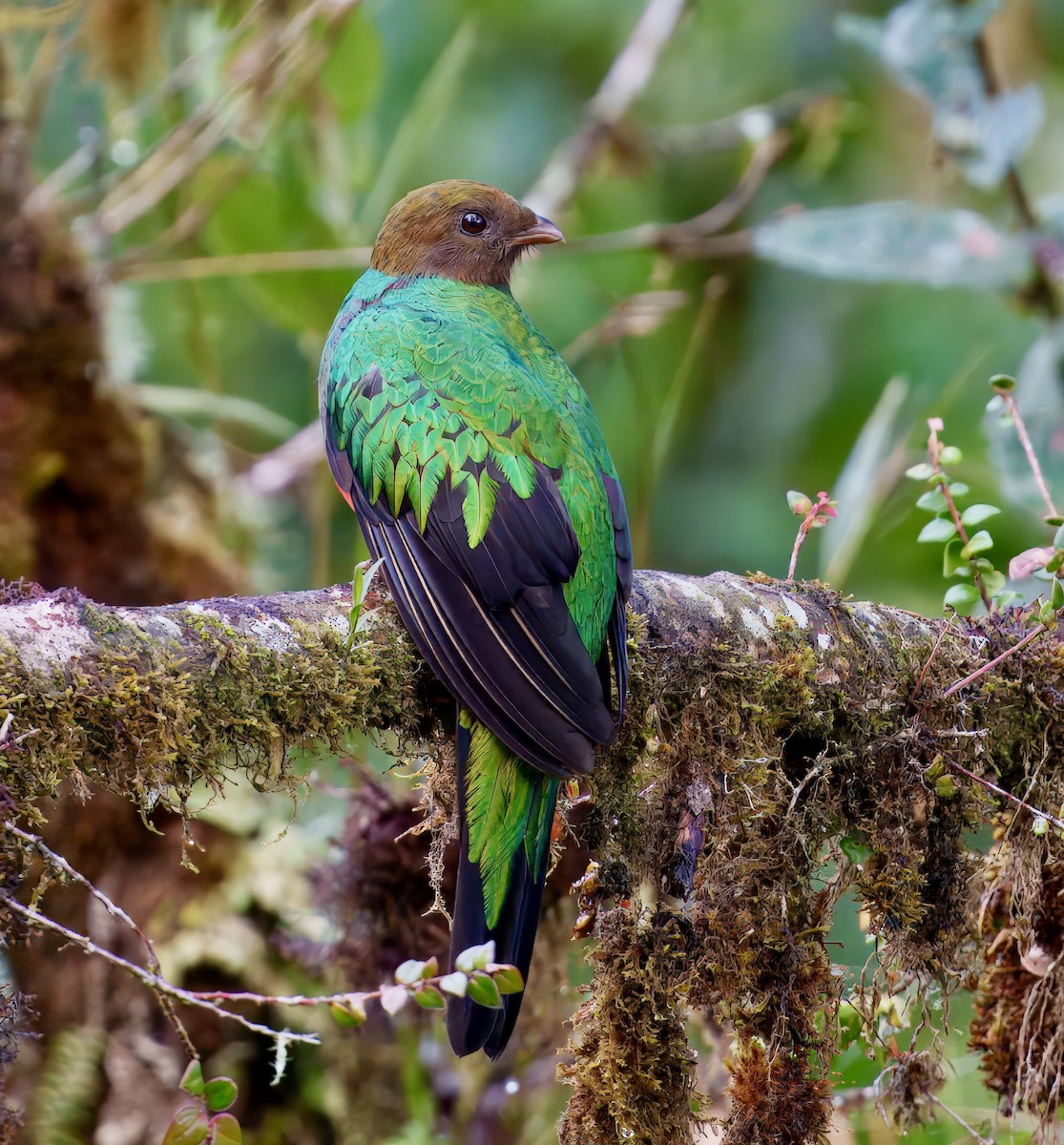 Golden-headed Quetzal - ML637802507