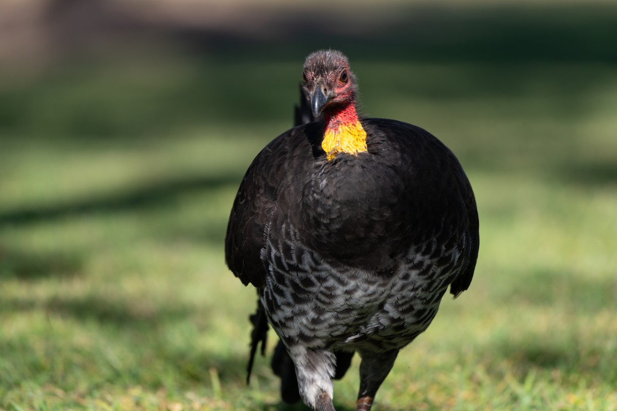 Australian Brushturkey - ML637802520