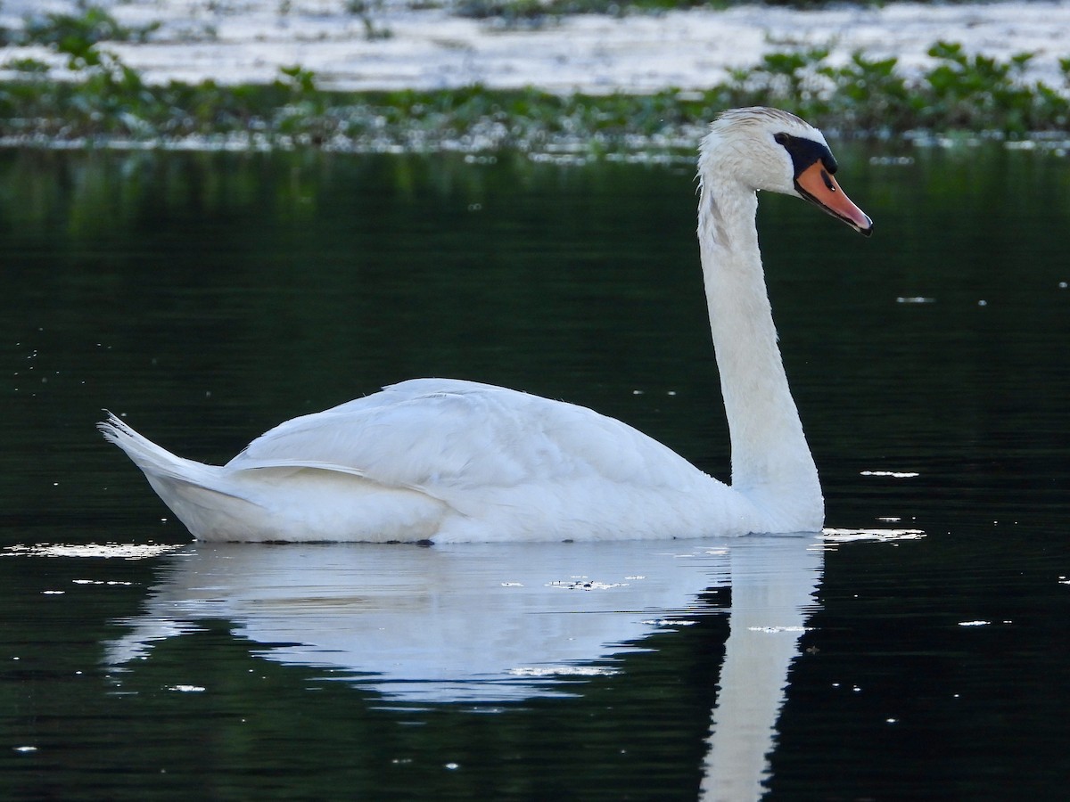 Mute Swan - ML637802522