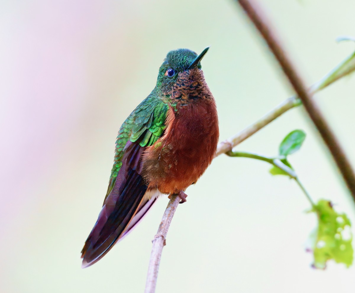 Chestnut-breasted Coronet - ML637802526