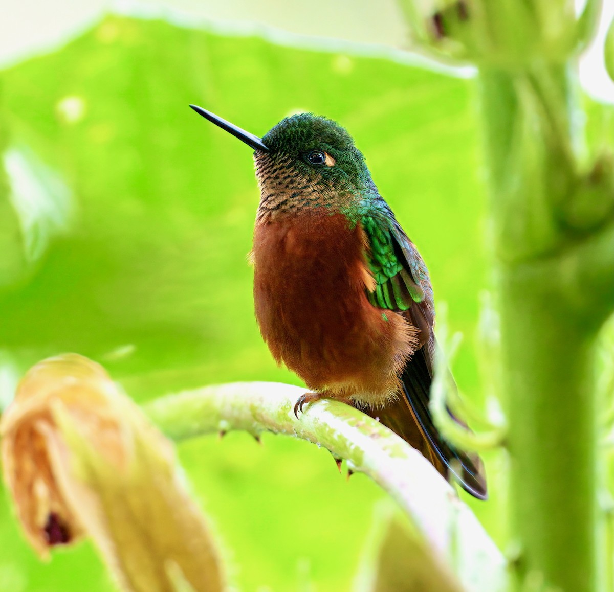 Chestnut-breasted Coronet - ML637802527