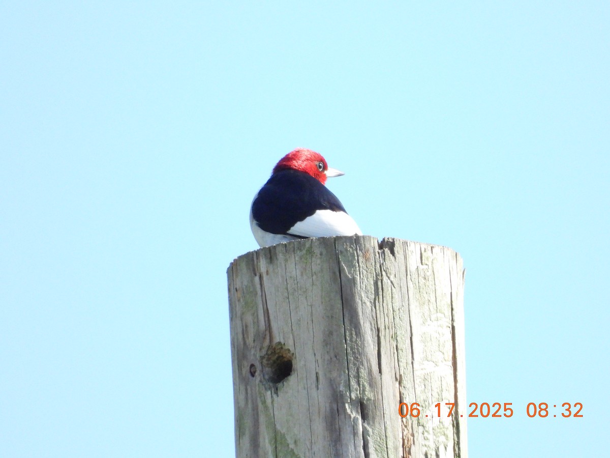 Red-headed Woodpecker - ML637802558