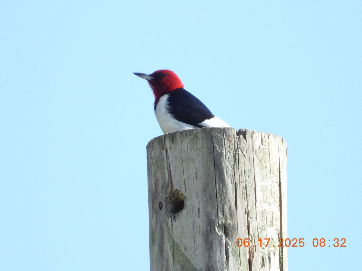 Red-headed Woodpecker - ML637802559