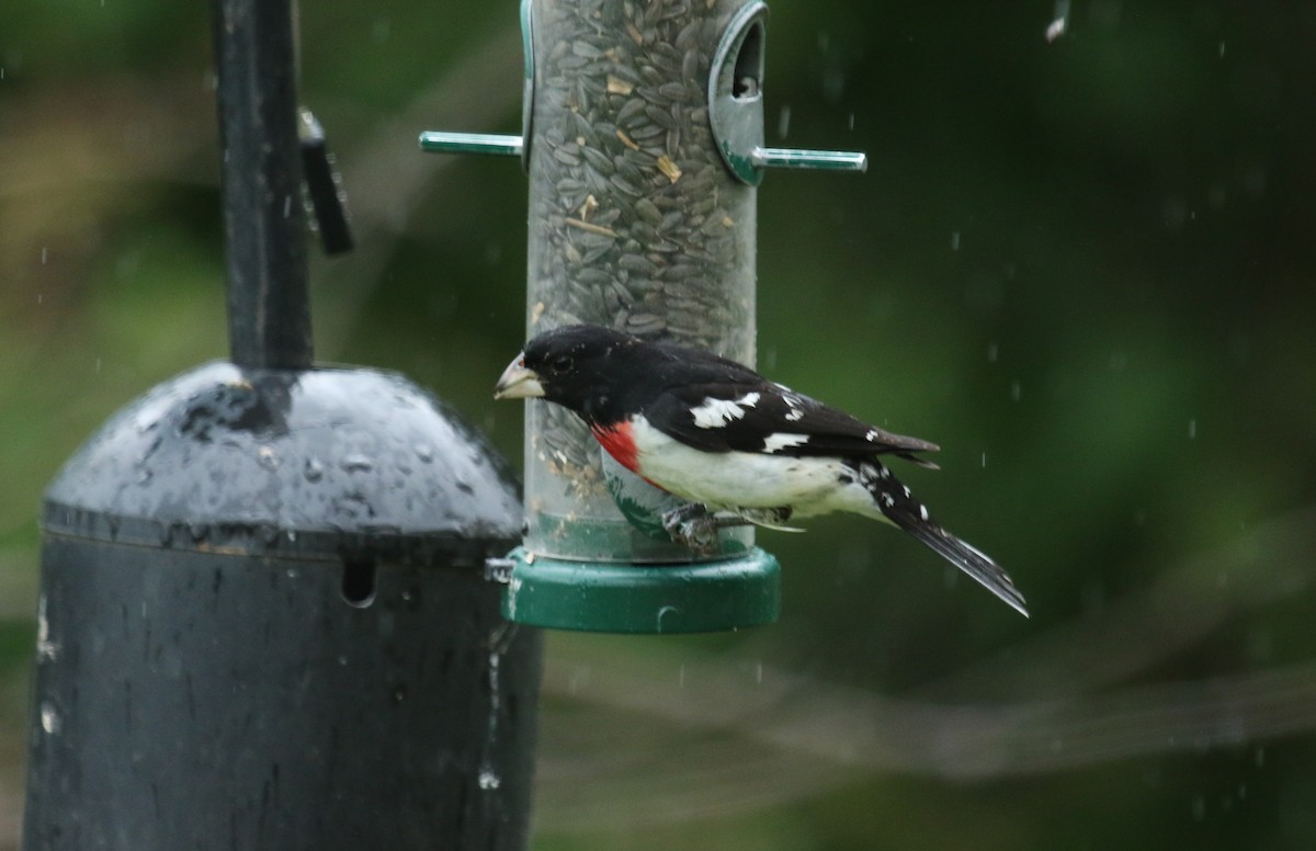 Rose-breasted Grosbeak - ML637802569