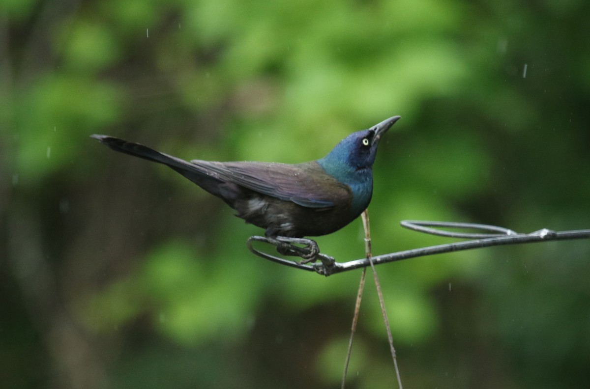 Common Grackle - ML637802574