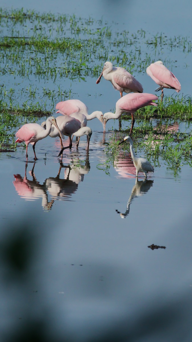Roseate Spoonbill - ML637802577