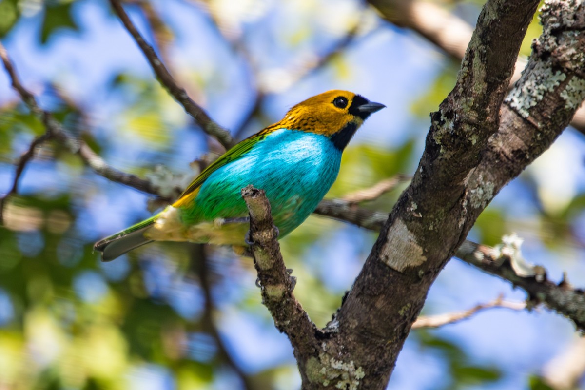 Gilt-edged Tanager - ML637802601
