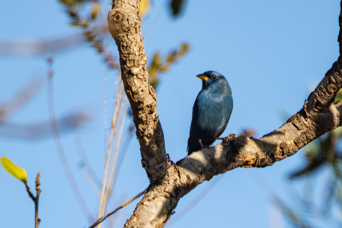 Blue Finch - ML637802612