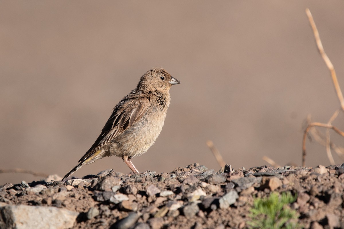 Greater Yellow-Finch - ML637802689