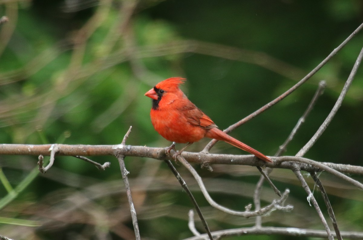 Northern Cardinal - ML637802745
