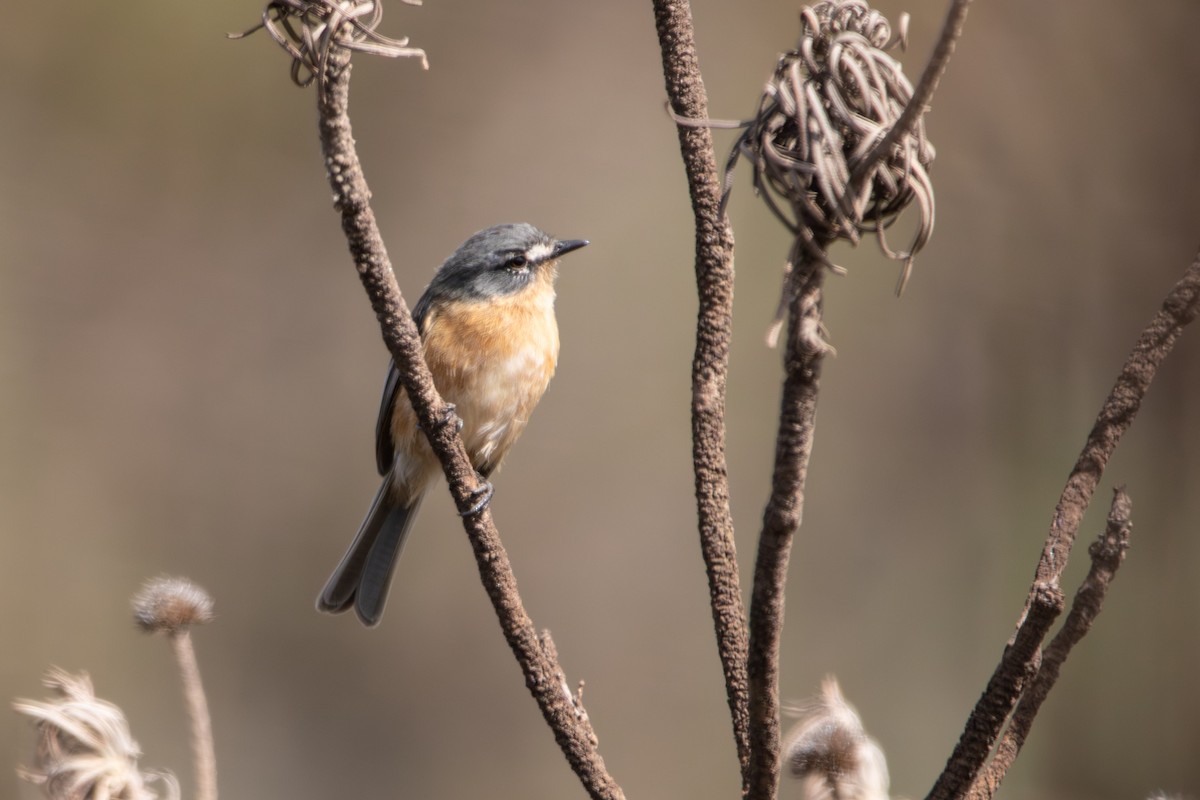 Gray-backed Tachuri - ML637802797