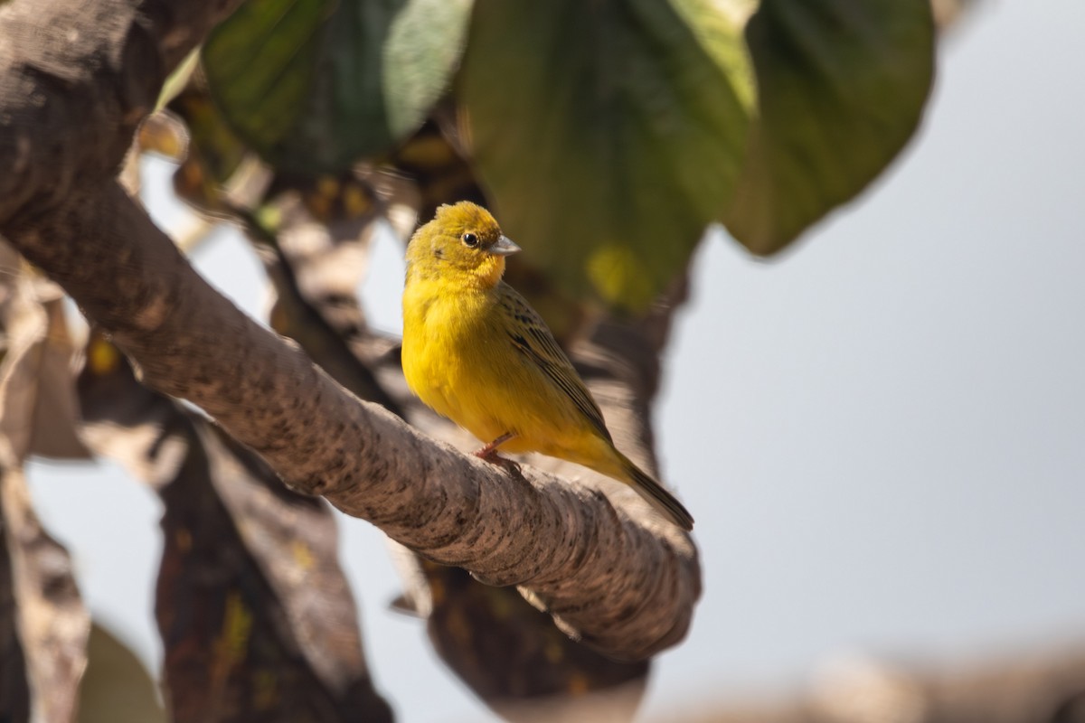 Stripe-tailed Yellow-Finch - ML637802810