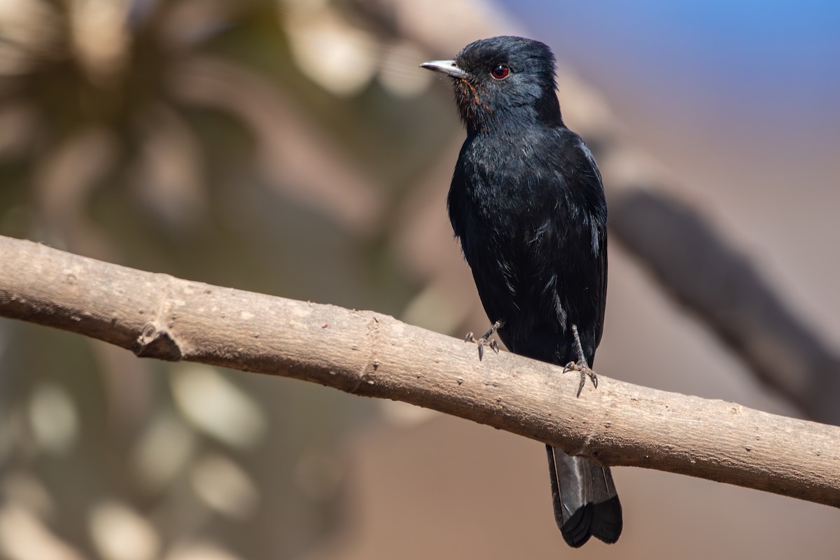 Velvety Black-Tyrant - ML637802813