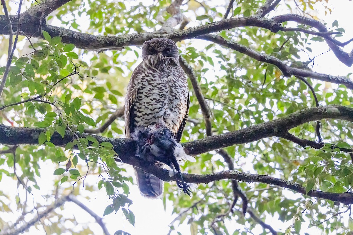 Powerful Owl - ML637802827