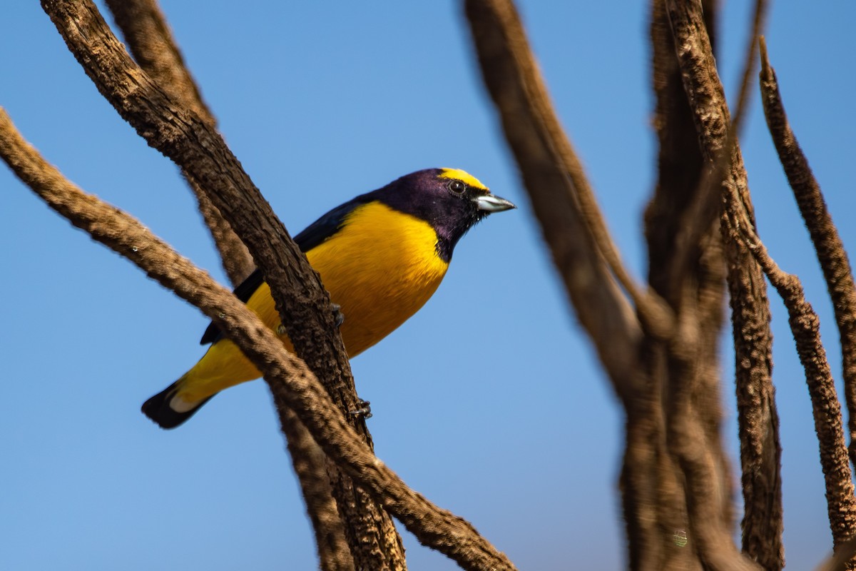 Purple-throated Euphonia - ML637802830