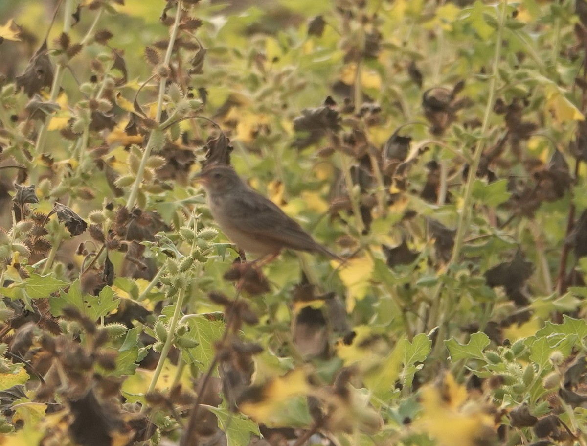 Singing Bushlark - ML637802863