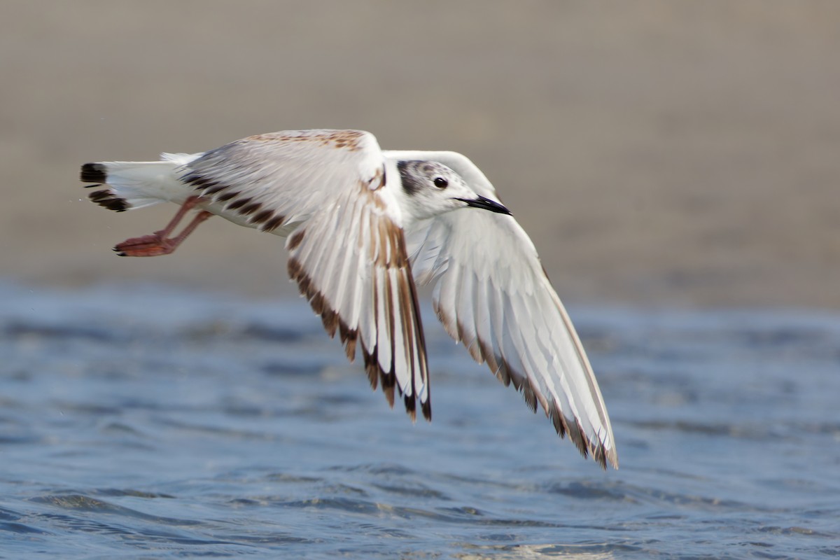 Bonaparte's Gull - ML637802971