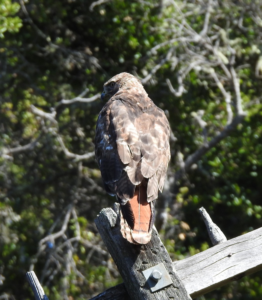 Rotschwanzbussard - ML637802985