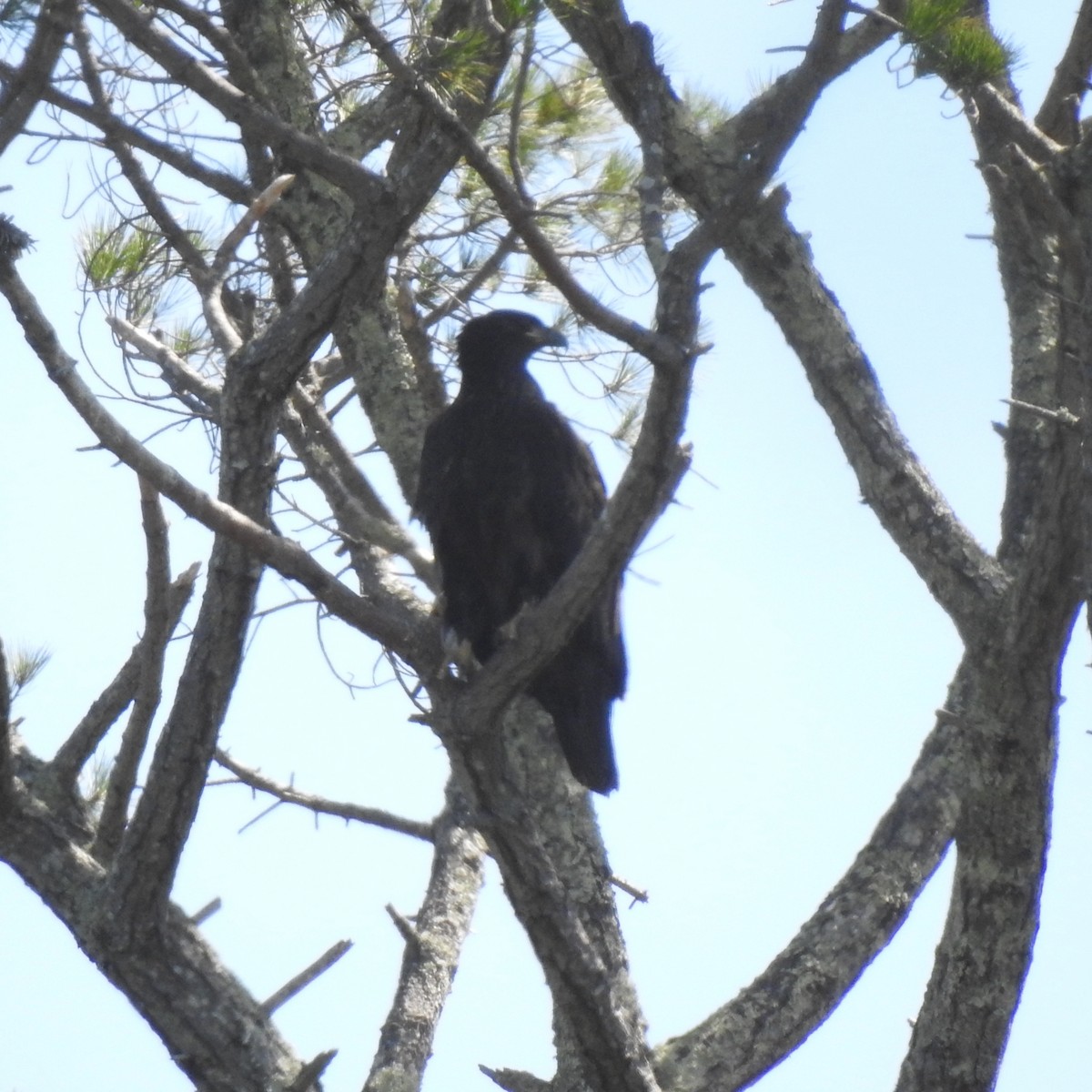 Weißkopf-Seeadler - ML637802987