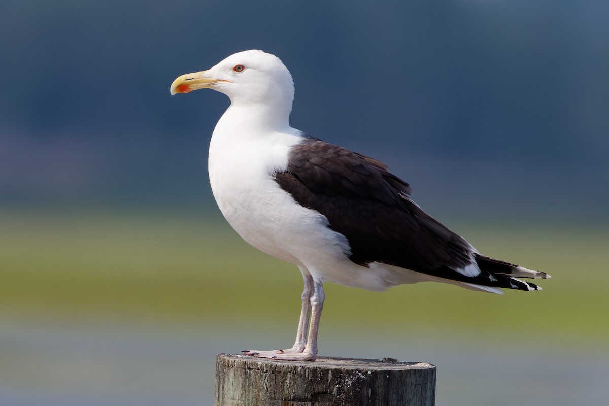 Great Black-backed Gull - ML637802991