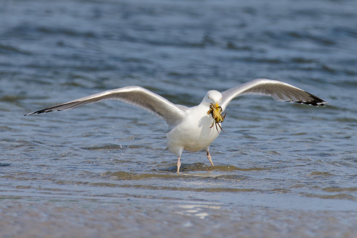 American Herring Gull - ML637802999