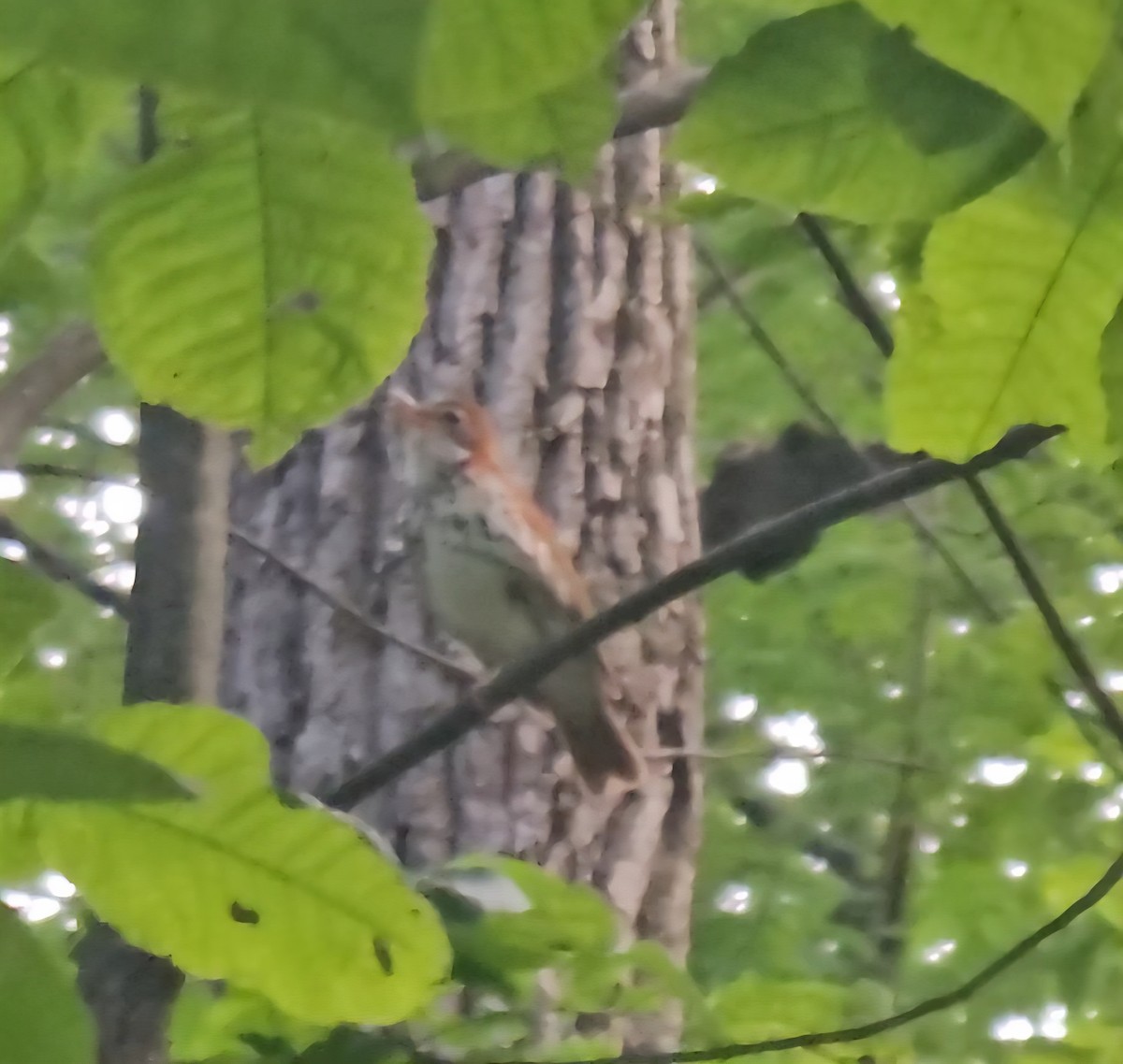 Wood Thrush - ML637803014