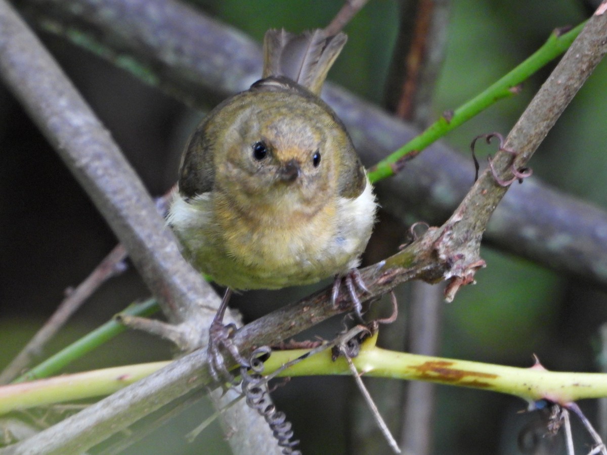 White-sided Flowerpiercer - ML637803034
