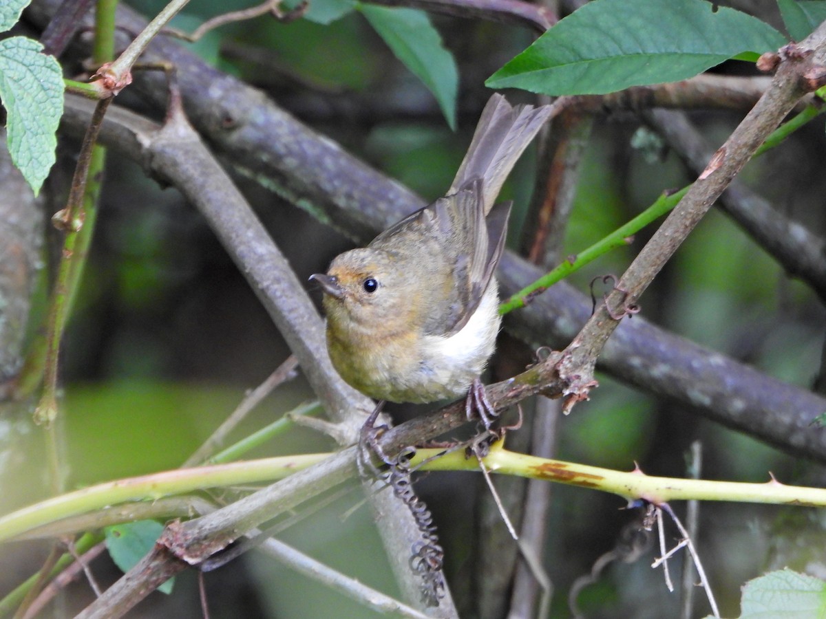 White-sided Flowerpiercer - ML637803035