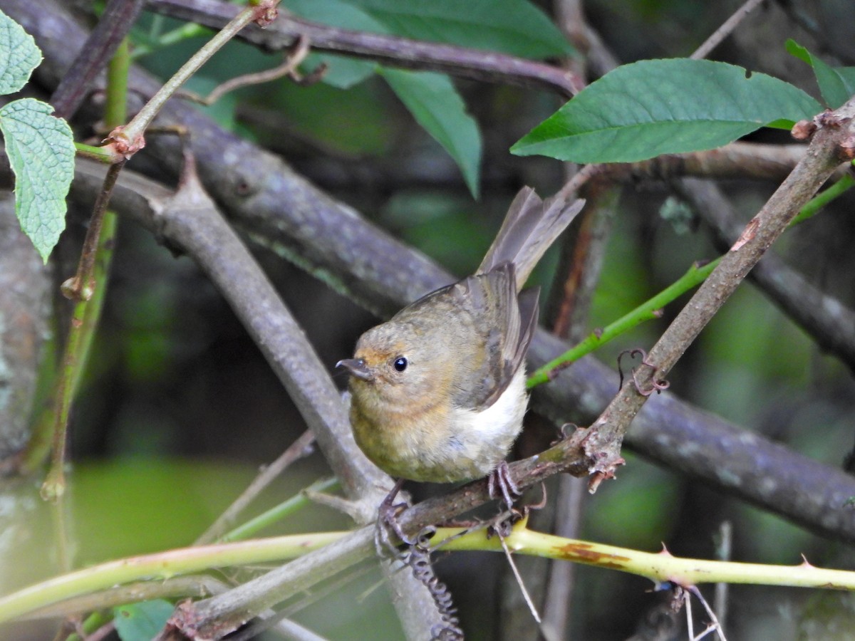 White-sided Flowerpiercer - ML637803036