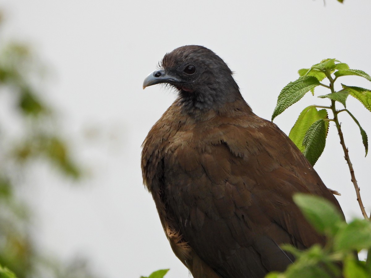 Rufous-vented Chachalaca - ML637803052